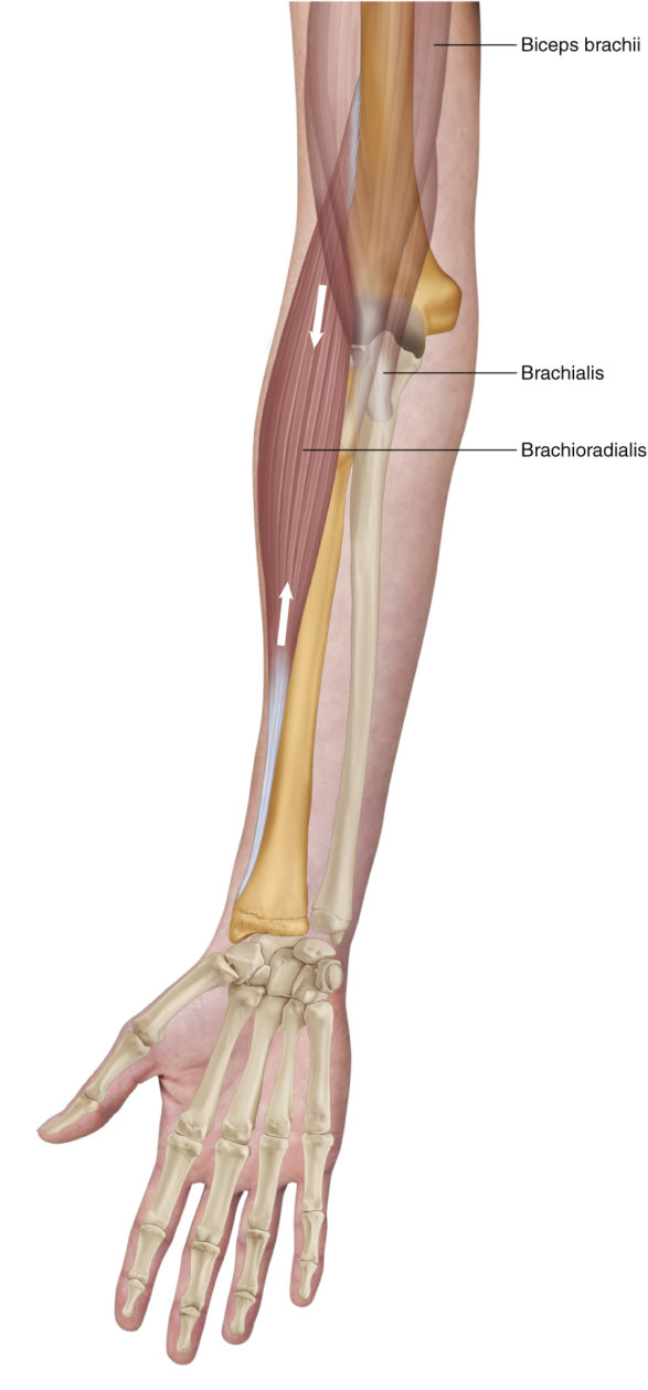 Hauistreeni Muista Treenata My s Brachialis Ja Brachioradialis hauistreeni-muista-treenata-my-s-brachialis-ja-brachioradialis